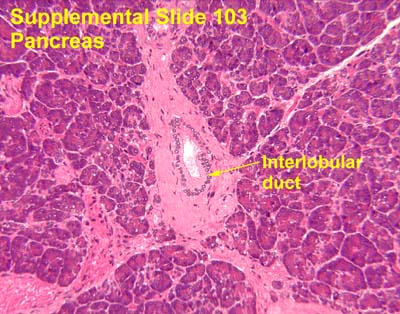 Liver Gall bladder Pancreas